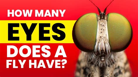 How Many Eyes Do Flies Have (PDF).